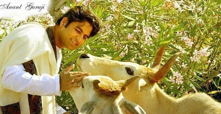 Dr. D.P. Shukla feeding a calf among flowering shrubs